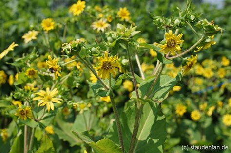 罗盘草|因為愛而滅絕的植物──羅盤草 (Silphium) – 每日一冷